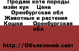 Продам кота породы мэйн кун. › Цена ­ 10 000 - Оренбургская обл. Животные и растения » Кошки   . Оренбургская обл.